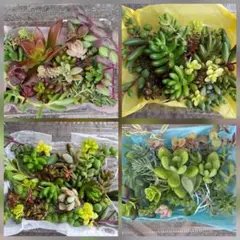 多肉植物　セダム　カット苗　おまかせ　詰め合わせミニパック