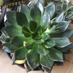 2025年最新】ブラックプリンス錦の人気アイテム - メルカリ