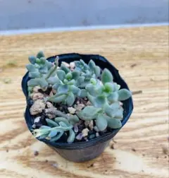 多肉植物】プロリフェラ 抜き苗 第四種郵便 - メルカリ