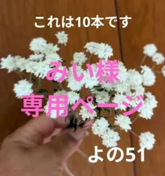 よの51 アキレアノブレッサドライフラワー