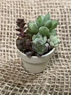 ペンデンス ぬき苗 多肉植物 - メルカリ
