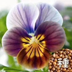 花苗】ビオラ フロステッドチョコレート 希少種 ポットごと現品発送