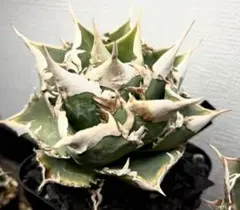 2025年最新】皇冠 子株の人気アイテム - メルカリ