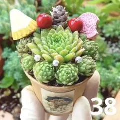 38❤︎多肉植物❤︎❤︎土入りポットごと❤︎そのまま飾れる♥センペルビウム❤︎