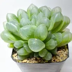 多肉植物 ハオルチア マスカット　抜き苗