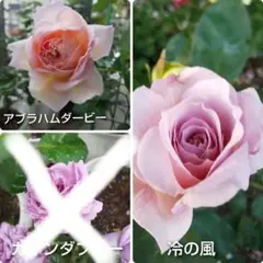 バラ／バラ挿し穂／枝ですツルバラ／4品種×各2本 - メルカリ