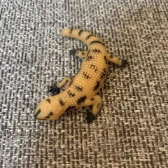 イグアナアンドコアメリカドクトカゲ