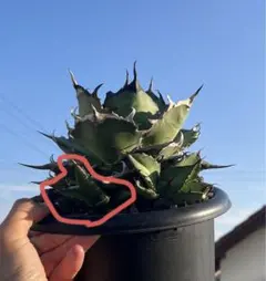 2025年最新】cjアガベの人気アイテム - メルカリ