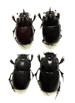 2026年最新】ダイコクコガネ 標本の人気アイテム - メルカリ