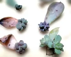 多肉植物　多肉寄せ植え　多肉弁当　多肉セット　多肉丼　多肉詰め合わせ