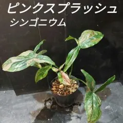 築様 リクエスト 5点 まとめ商品