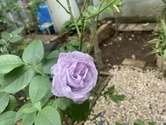 ❤︎クマ様❤︎