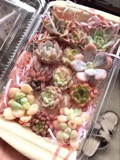 現品発送❣️ピンク系詰め合わせ大パック❣️多肉植物 韓国苗 寄せ植えのサムネイル