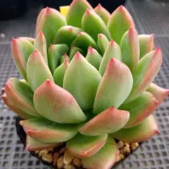 多肉植物 リンゼアナ✕ラウイ - メルカリ