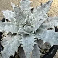 エンコリリウム アガボイデス 種子3粒　encholirium dyckia エンコリリウム アガボイデス 種子3粒 encholirium dyckia - メルカリ