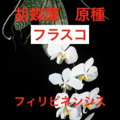 胡蝶蘭　原種　マンニー　フラスコ　Phal ファレノプシス　洋蘭 胡蝶蘭 原種 マンニー フラスコ Phal ファレノプシス 洋蘭 - メルカリ