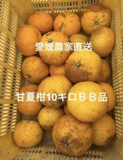 愛媛農家直送　甘夏柑　10キロＢＢ品のサムネイル