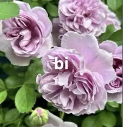 バラ苗　バラ挿し木苗　つるバラ　レイニー