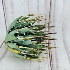 亮*谷様 Agave ‘Eborispina×Black&Blue’ラスト1株 亮*谷様 Agave 'Eborispina×Black&Blue'ラスト1株 - メルカリ