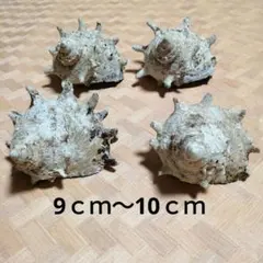 Item thumbnail for item f50b16d0-4fe3-4b1a-8397-2f24681cfe40