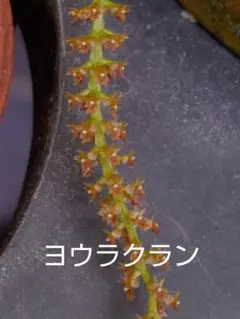 山野草 着生蘭 ヨウラクラン(静岡県産ヨウラクラン)のサムネイル