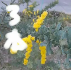 ミモザ 挿し木 枝