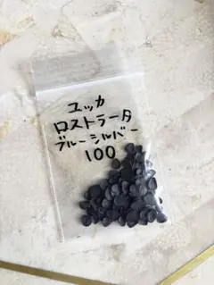 ユッカ ロストラータ ブルーシルバー 種子 100粒のサムネイル