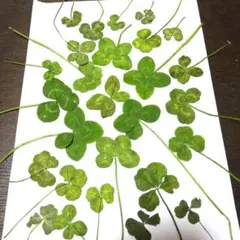 2026年最新】四葉のクローバー押し花の人気アイテム - メルカリ