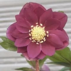 2026年最新】クリスマスローズ 株の人気アイテム - メルカリ