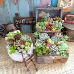 多肉植物 ♡そのまま飾れる寄せ植え♡リメ缶3点セット♬.*゜ - メルカリ