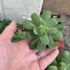 薄化粧 多肉植物 1カット 花芽出来てます
