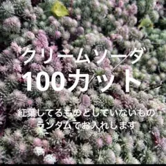 クリームソーダ　（斑入りパリダム）　100カット