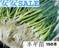 2026年最新】ねぎ苗の人気アイテム - メルカリ