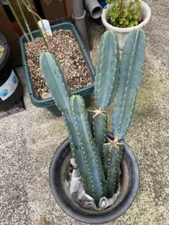 2026年最新】サボテン、の人気アイテム - メルカリ