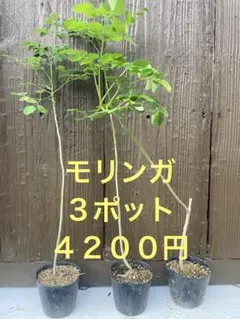 2026年最新】モリンガ 苗の人気アイテム - メルカリ