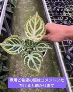 2025年最新】アンスリウムの人気アイテム - メルカリ