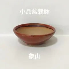 象山　盆栽鉢　小品盆栽のサムネイル