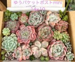 bkp様 リクエスト 2点 まとめ商品