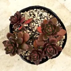 ルテオヴィリデ　抜き苗　多肉植物　セダム