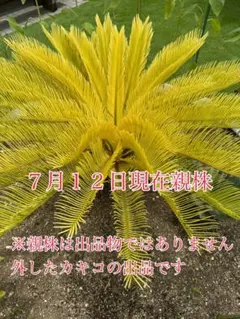 2026年最新】黄金蘇鉄の人気アイテム - メルカリ