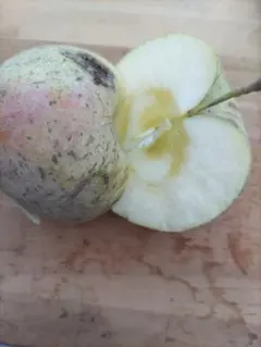 サンふじ訳あり20kg 年末限定 値上げ前価格