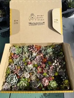 多肉植物　大中小カット苗　韓国苗入りおまかせ詰め合わせトレー　宅急便コンパクト