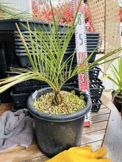 ブラヘア スーパーシルバー 抜き苗発送 - メルカリ