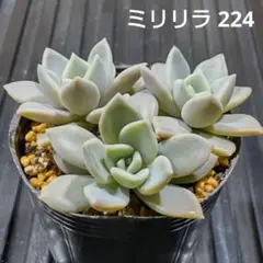 ミリリラ 3株 224 エケベリア 多肉植物 抜き苗