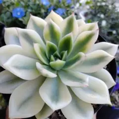 ツナミ錦 白覆輪 超フリフリ エケベリア 多肉植物 - メルカリ