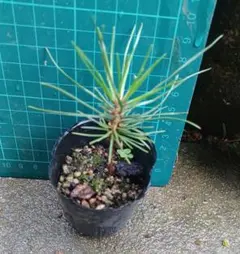 草花火 2苗 大き目 抜き苗 山野草 とても丈夫 多肉植物 くさはなび