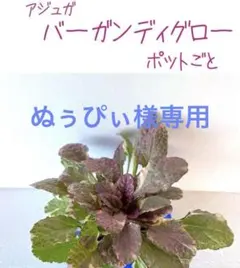 ぬぅぴぃ様 リクエスト 2点 まとめ商品