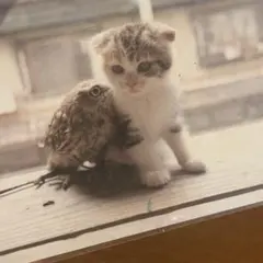 当時物 フクとマリモ 子猫とフクロウ ポストカード FUKUROU COFFEE