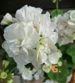 G.ゼラニウム 薔薇咲き ゼラニューム 白 花苗 1本 多年草 匿名配送のサムネイル