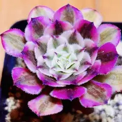 多肉植物❤️ブラックカッパーホワイト❤️韓国苗育成 抜き苗 a4のサムネイル